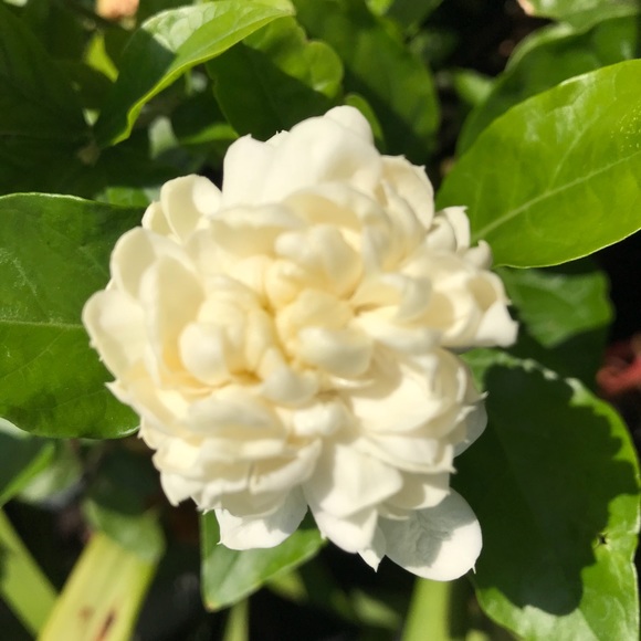 Meet your Posher, Cathy - Picture 1 of 1